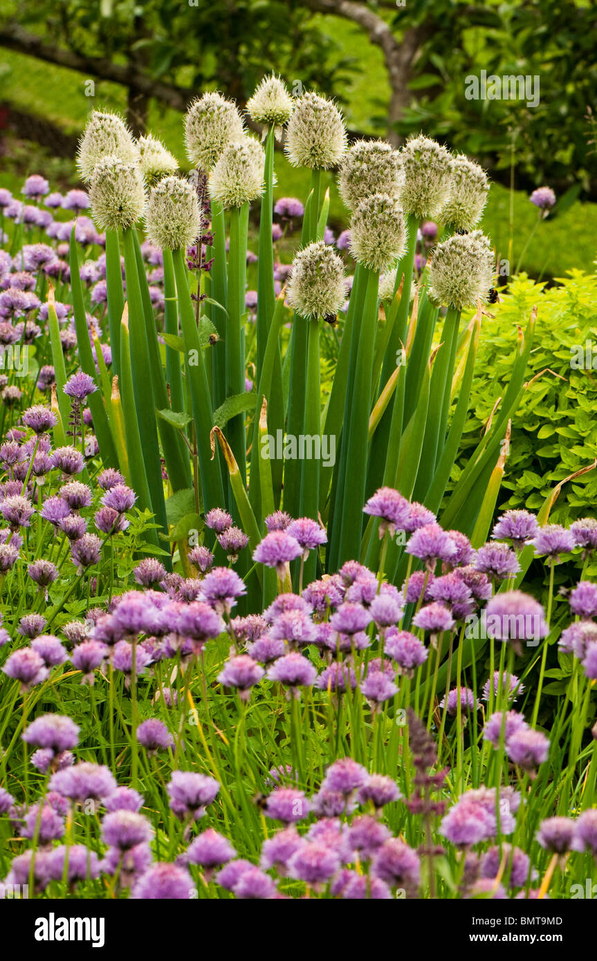 La floraison, CIBOULE Allium fistulosum et ciboulette, Allium schoenoprasum à Painswick Rococo Garden dans les Cotswolds Banque D'Images