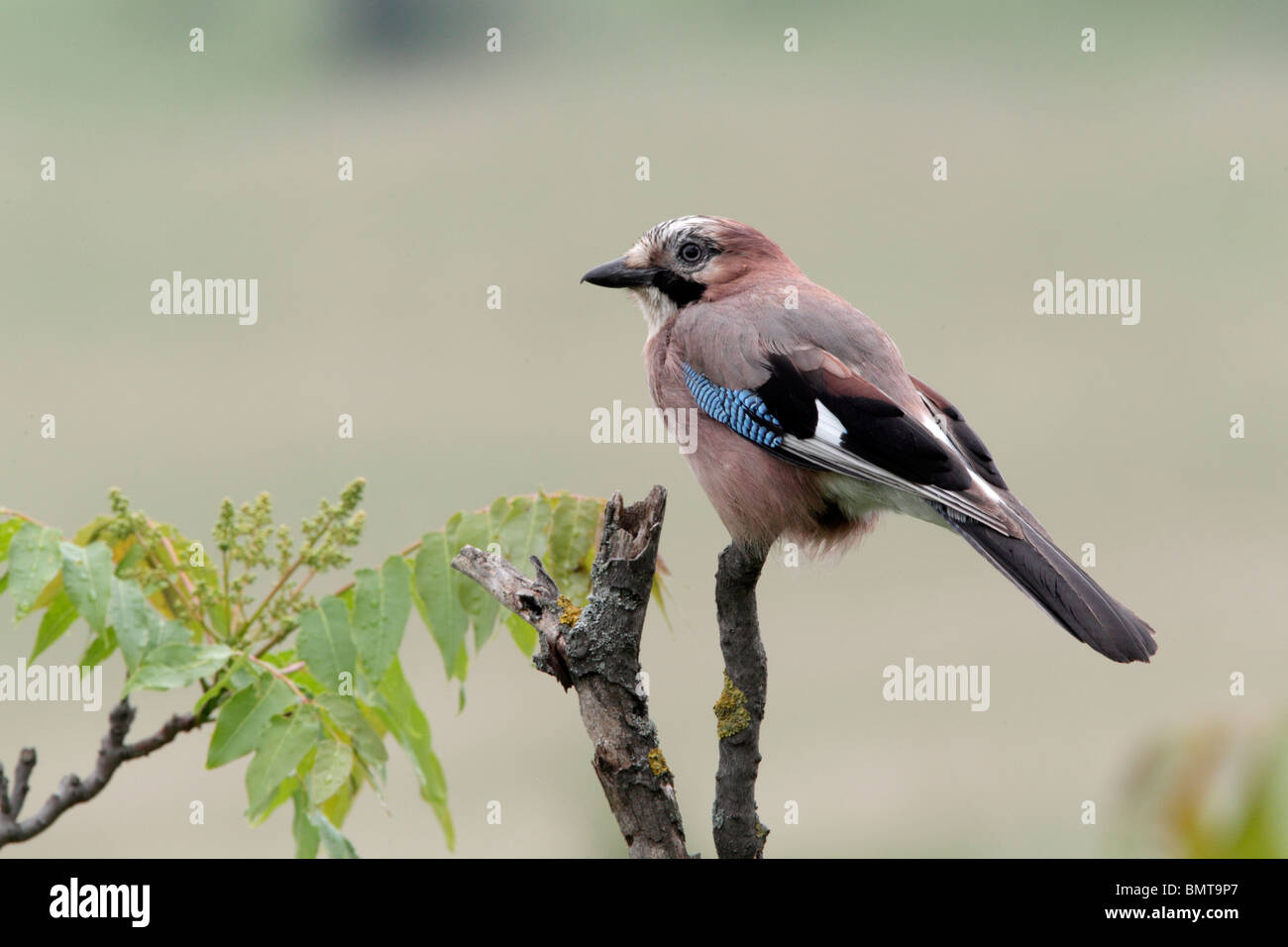 Jay, Garrulus glandarius, seul oiseau perché sur une branche, Bulgarie, mai 2010 Banque D'Images