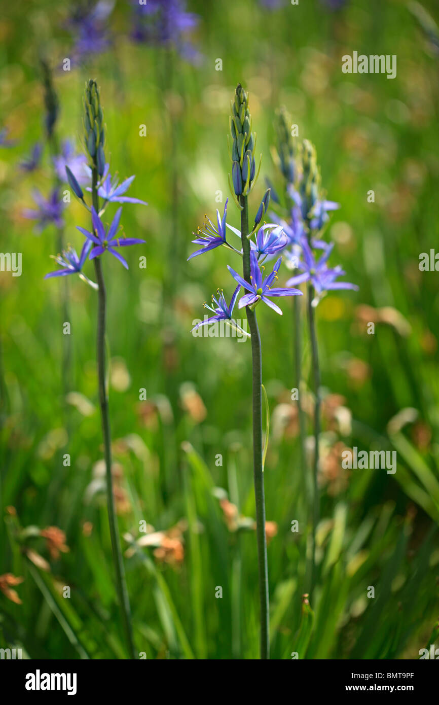 Spikey - Camassia blue spring flowers Banque D'Images