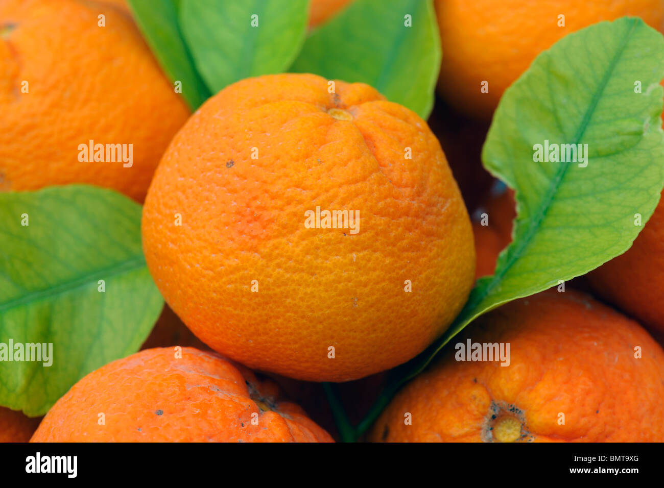 Oranges fraîchement cueillies avec les feuilles dans une pile Banque D'Images