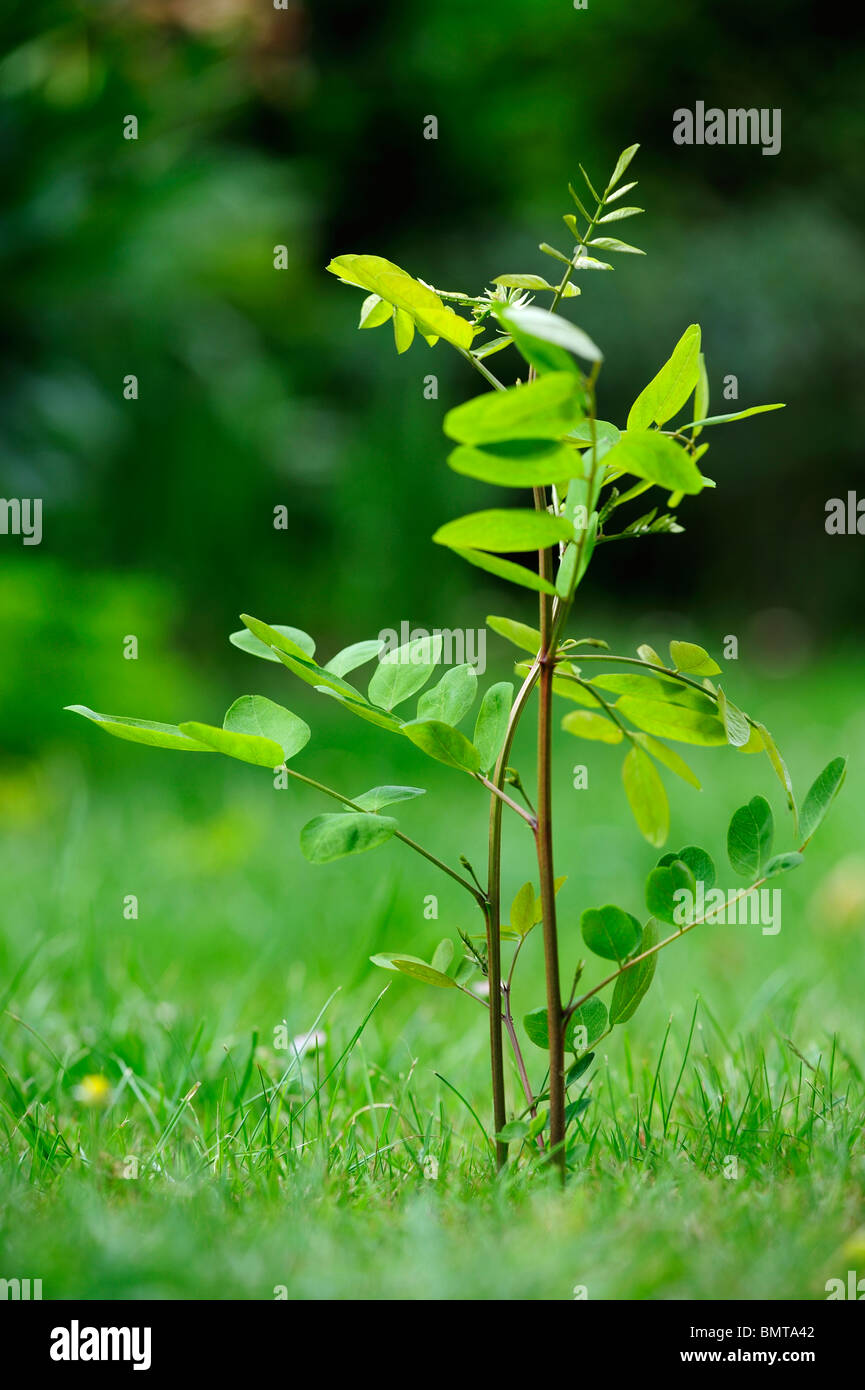 Un semis d'arbre Robinier (Robinia pseudoacacia) une espèce envahissante en Europe, poussant sur une pelouse Banque D'Images