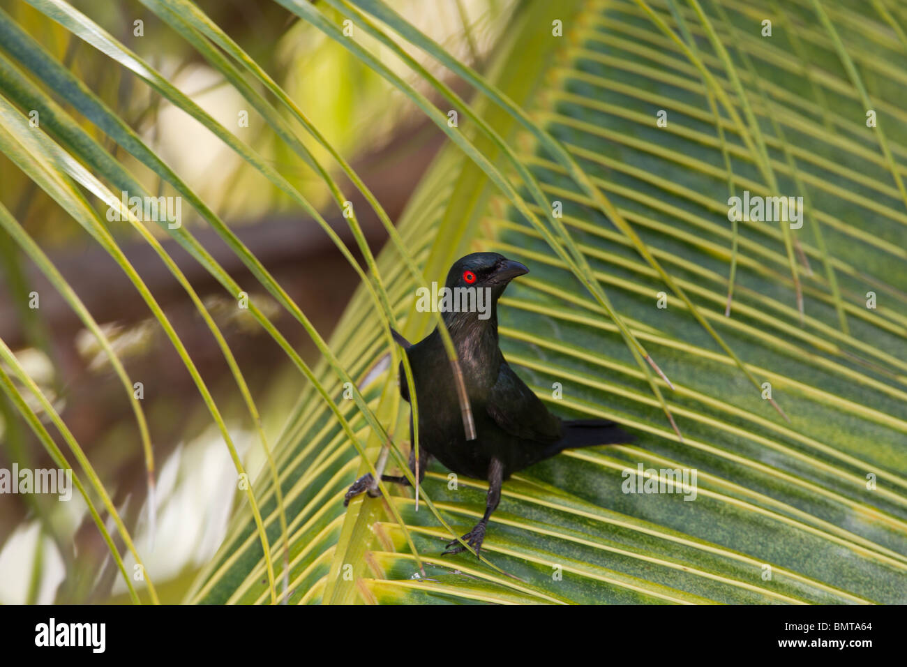 Brillant asiatique Chardonneret de Starling panayensis assis sur la feuille de palmier, direction générale de la région de Sabah, Bornéo, Malaisie. Banque D'Images