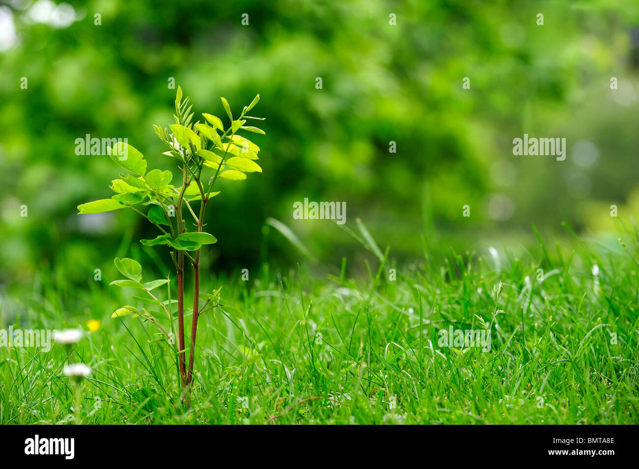 Un semis d'arbre Robinier (Robinia pseudoacacia) une espèce envahissante en Europe, poussant sur une pelouse Banque D'Images