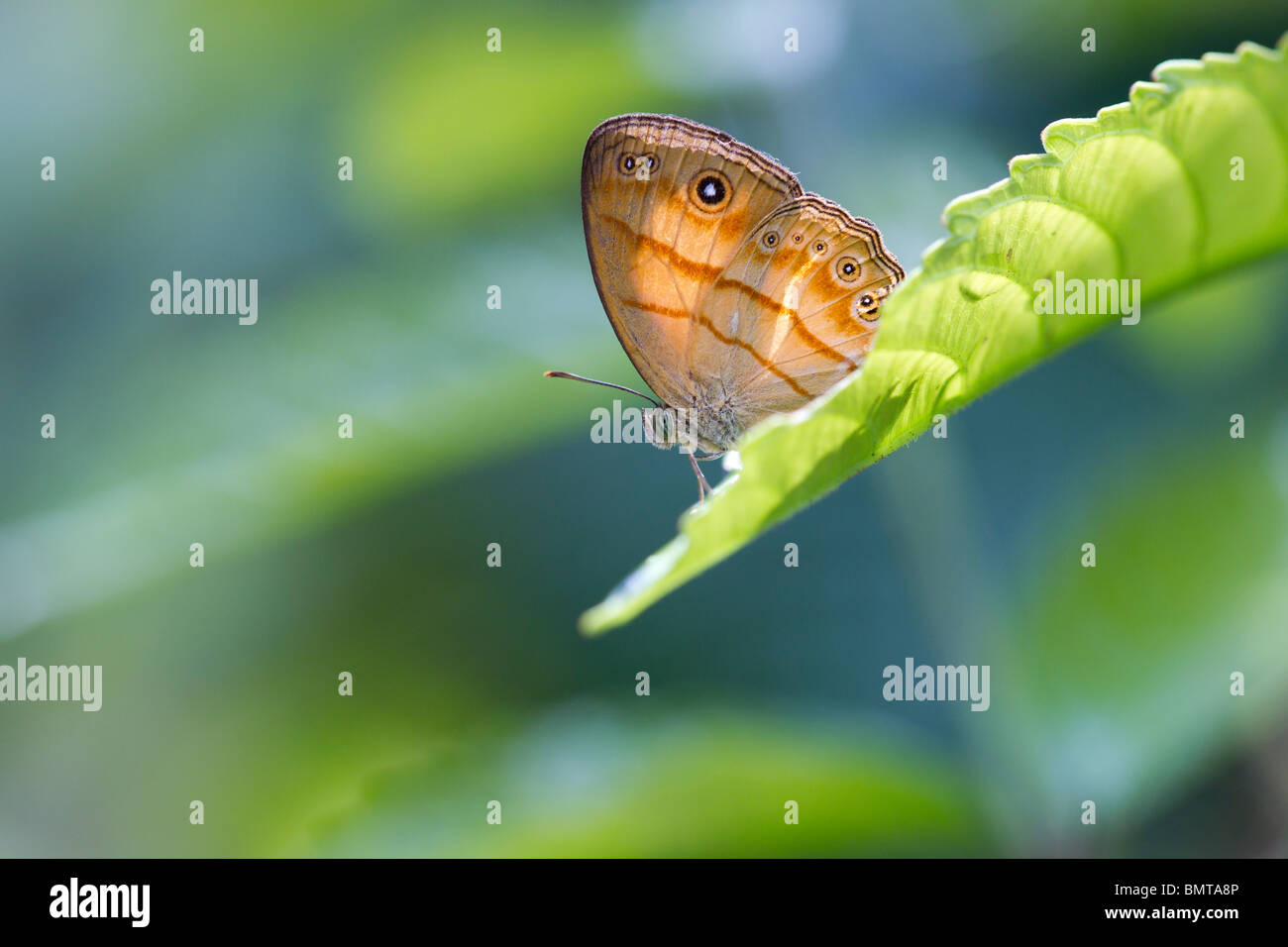 Bush commun Mycalesis anapita Orange espèce assis sur feuille, Bornéo, Sabah, Malaisie région. Banque D'Images