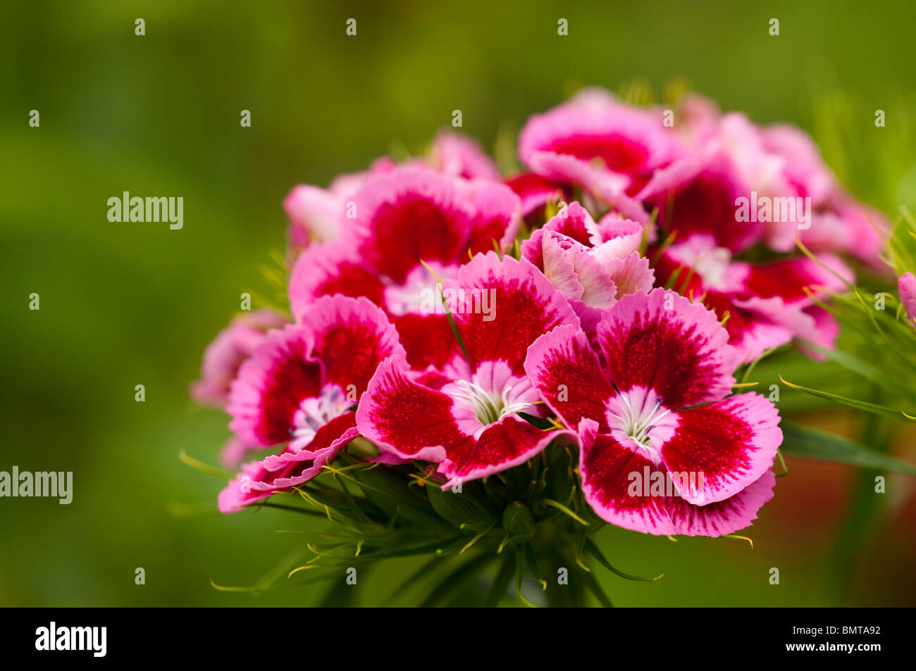Sweet Williams, Dianthus barbatus, en fleurs à la fin du printemps Banque D'Images