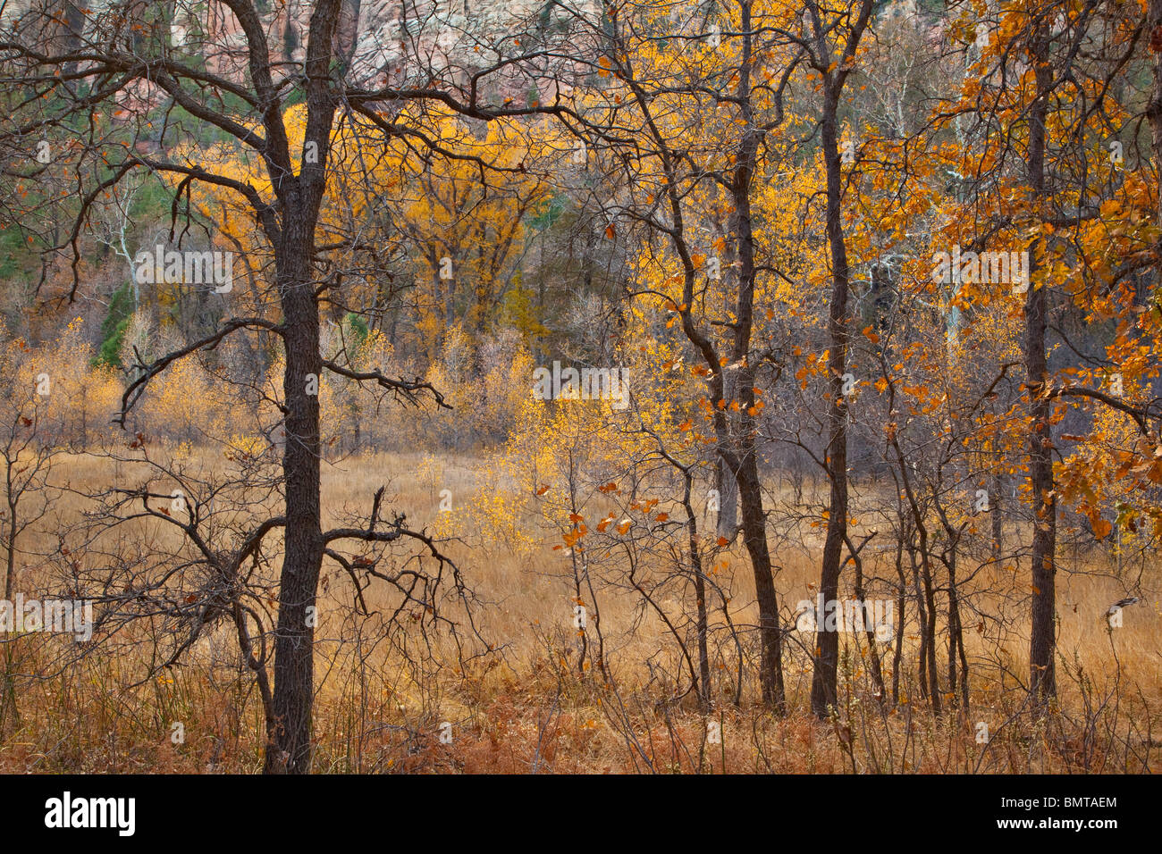 Couleurs d'automne de chênes, de saules et de peupliers en frêne Oak Creek Canyon Coconino National Forest, près de Sedona, Arizona, USA Banque D'Images