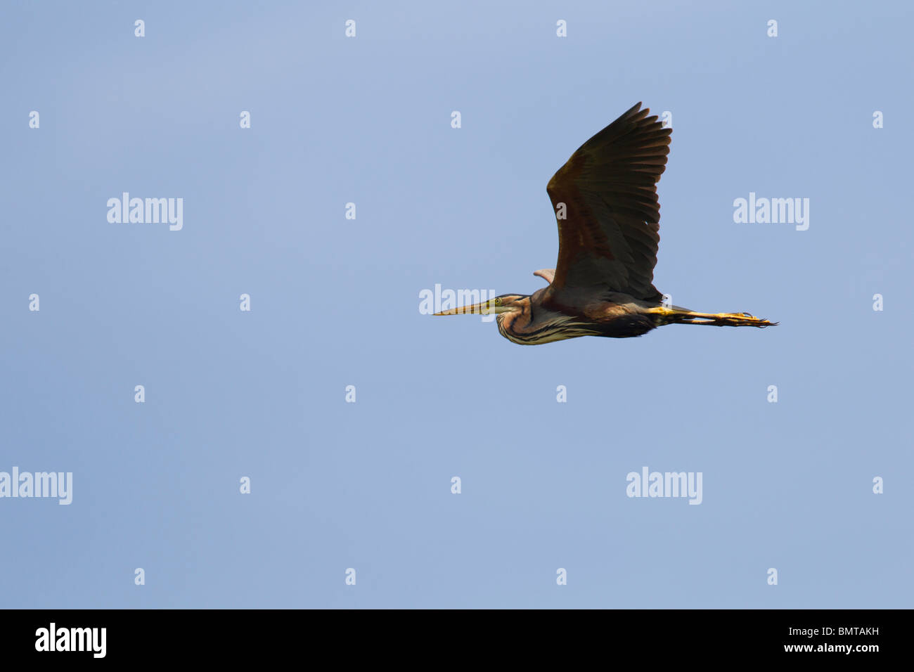 Héron pourpré Ardea purpurea voler contre le ciel bleu, la région de la Brenne, France. Banque D'Images