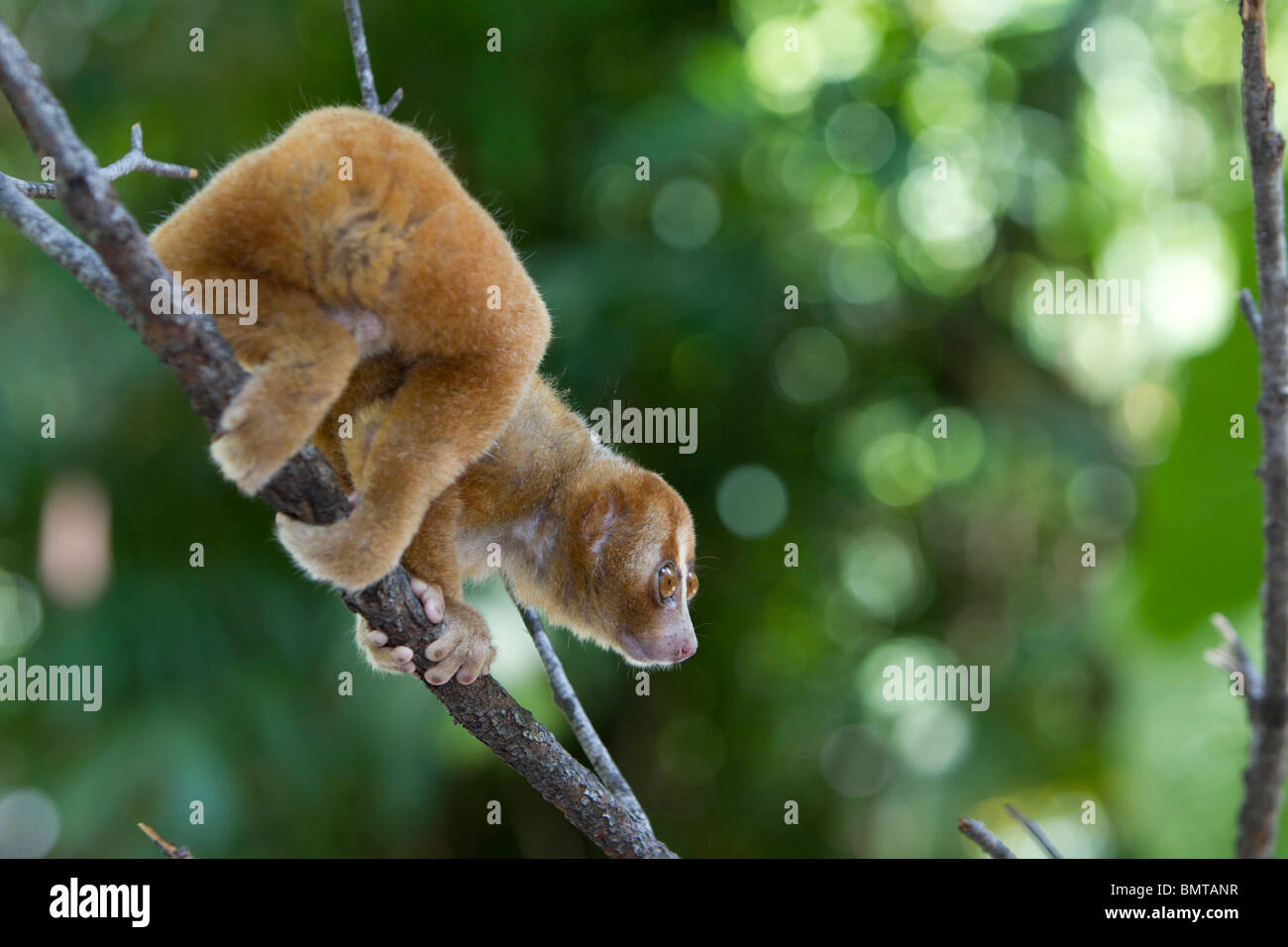 Loris lent mâle Orang Nycticebus menagensis reposant sur branch, Bornéo, Sabah, Malaisie. Banque D'Images