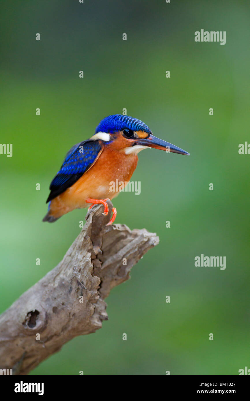 Blue eared Kingfisher Alcedo meninting de pêche sur la rivière Kinabatangan, Bornéo, Sabah, Malaisie. Banque D'Images