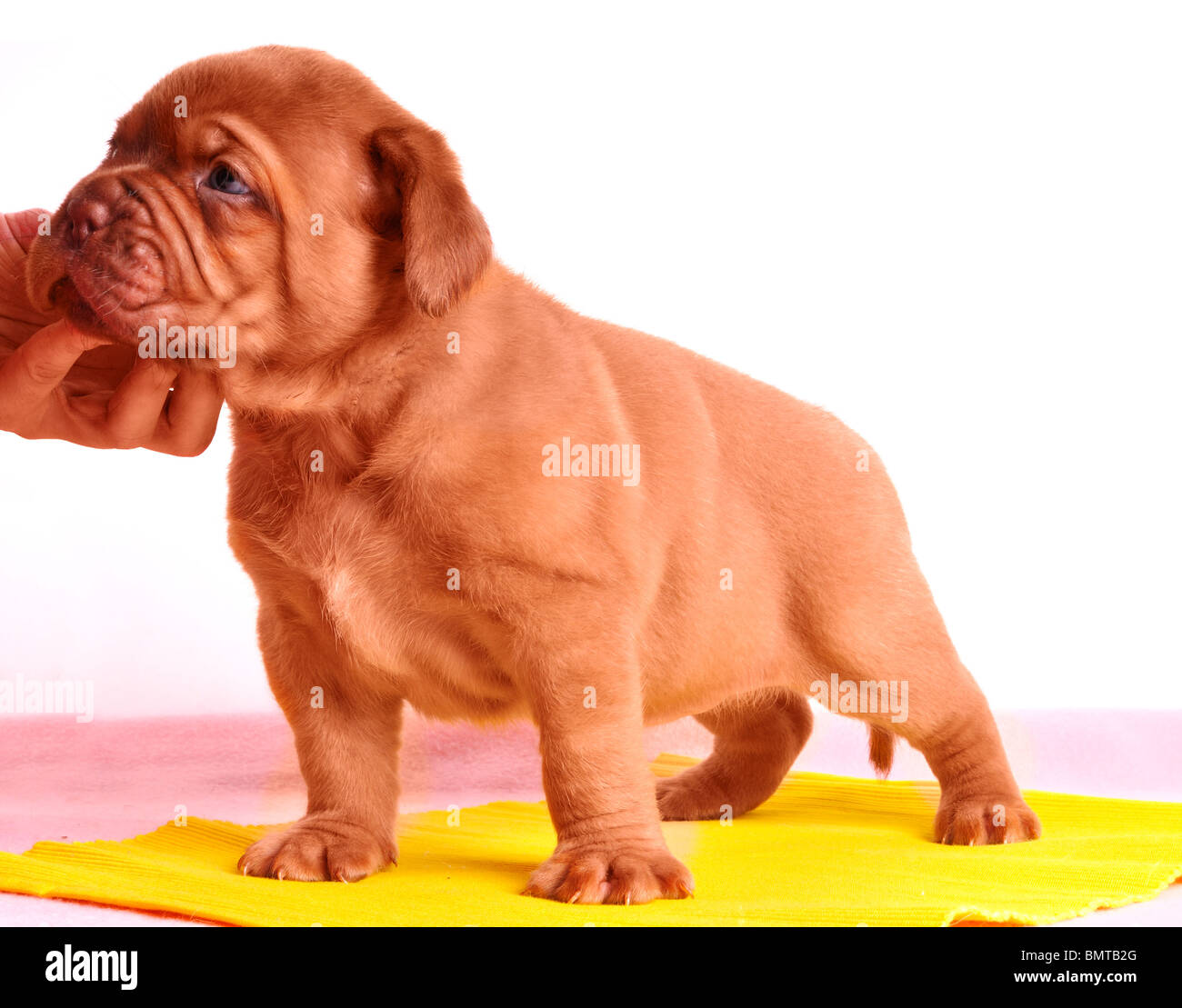 Nouveau-Dogue de Bordeaux chiot est debout sur un tapis jaune Banque D'Images