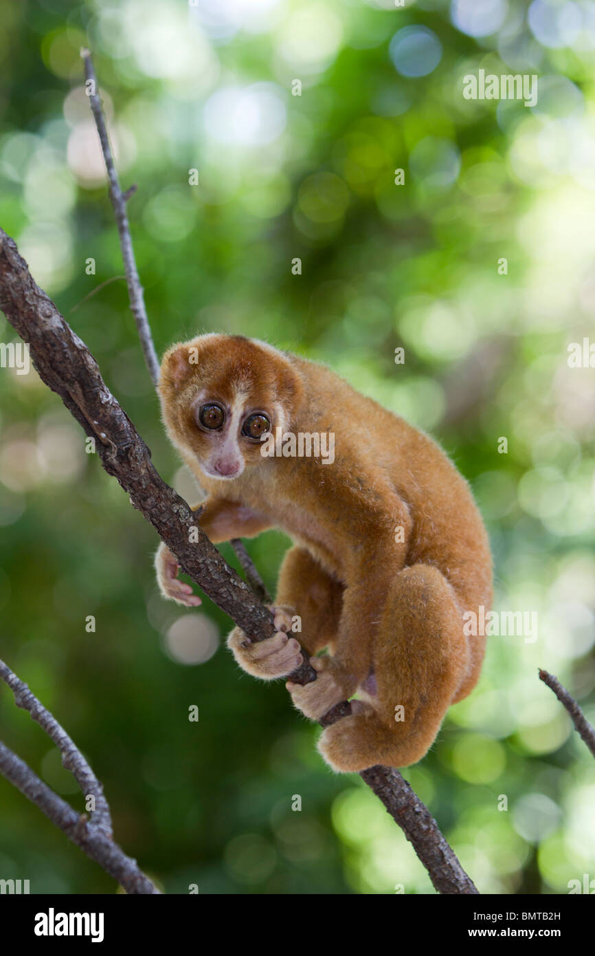 Loris lent mâle Orang Nycticebus menagensis reposant sur branch, Bornéo, Sabah, Malaisie. Banque D'Images