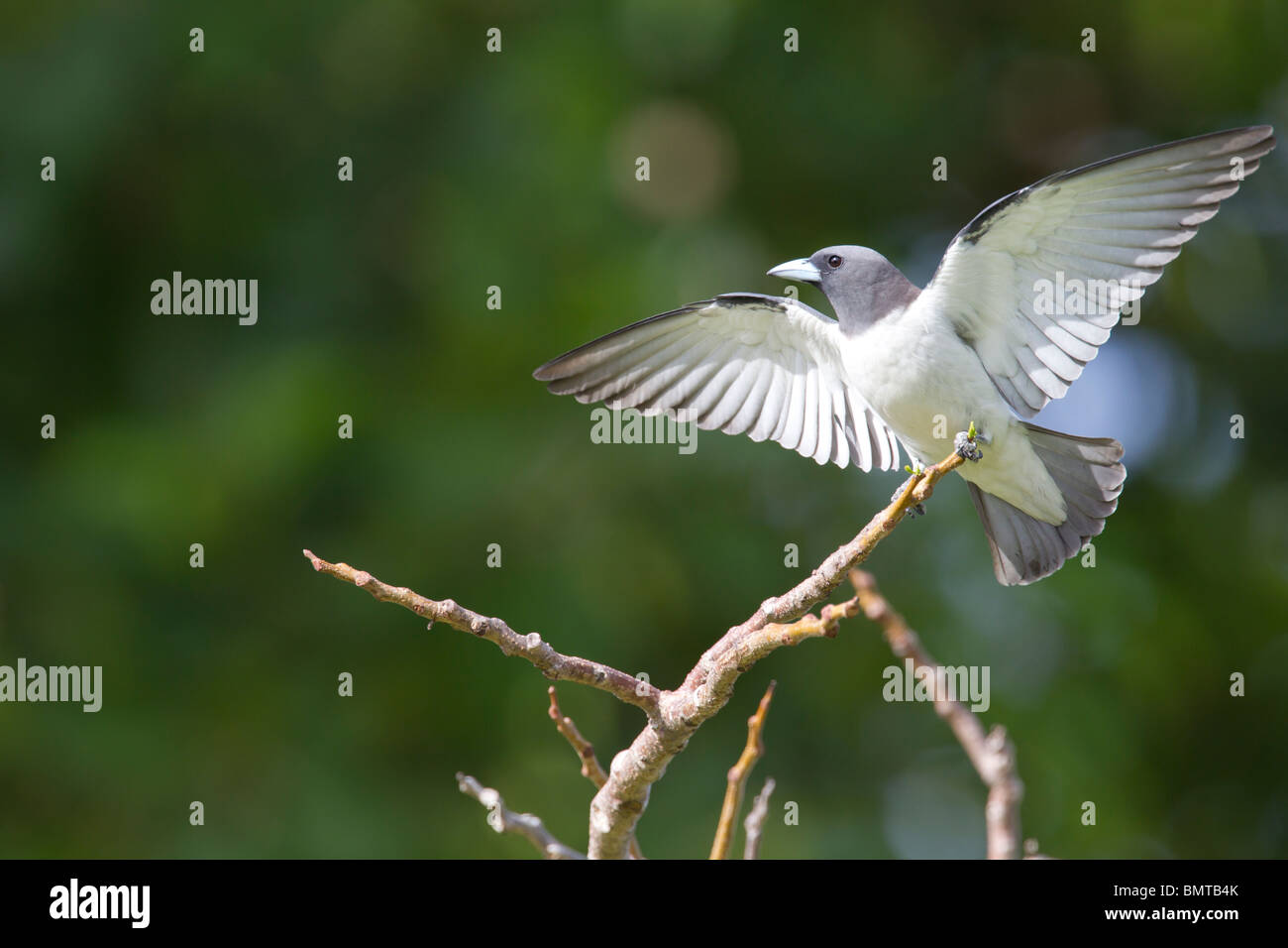 À poitrine blanche Hirondelle Artamus leucorynchus en bois avec des ailes ouvrir affichant à Bornéo, Sabah, Malaisie. Banque D'Images