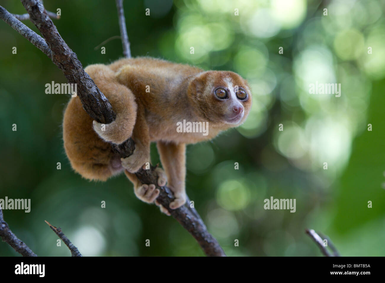 Loris lent mâle Orang Nycticebus menagensis reposant sur branch, Bornéo, Sabah, Malaisie. Banque D'Images