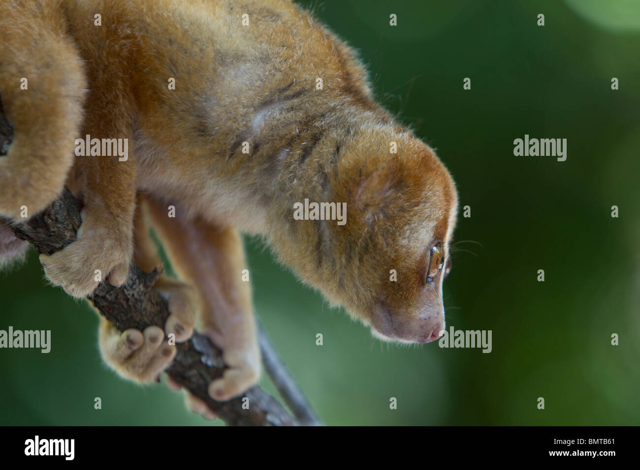 Loris lent mâle Orang Nycticebus menagensis reposant sur branch, Bornéo, Sabah, Malaisie. Banque D'Images