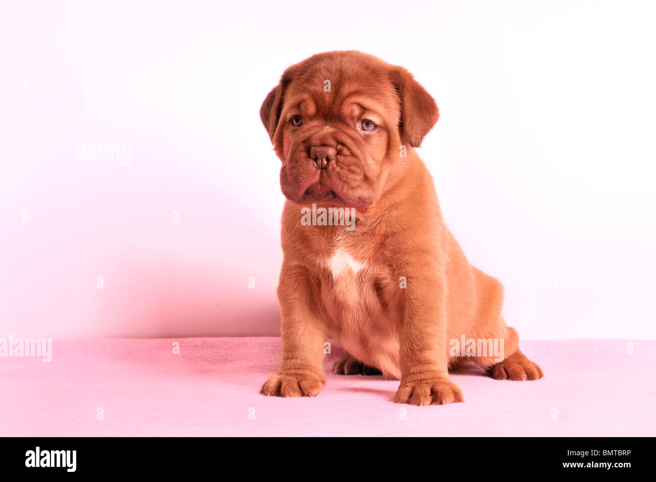 Dogue de Bordeaux chiot est assis sur un tapis rose looking at camera Banque D'Images