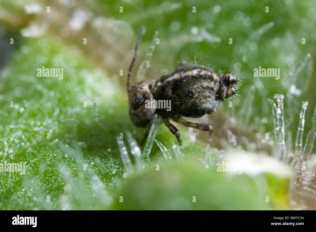 De minuscules insectes springtail amplifiées 10x Banque D'Images