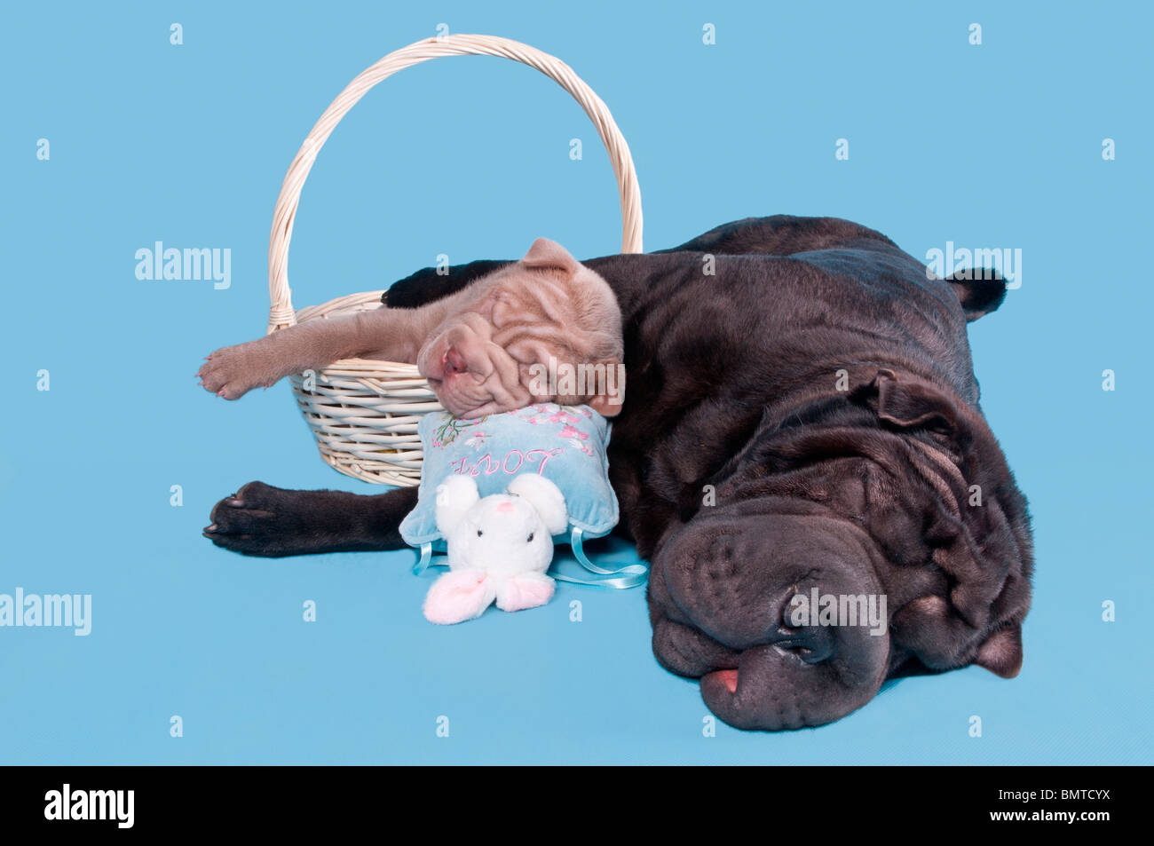 Petit chiot endormi dans un panier avec son grand ami bullmastiff Banque D'Images