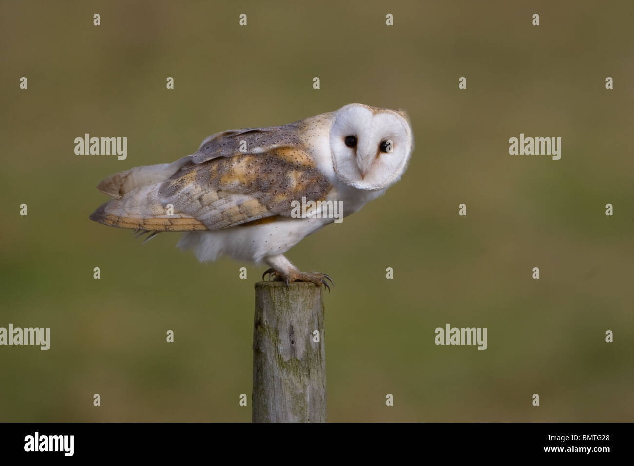 Effraie des clochers, Tyto alba, Britain's favourite owl, Norfolk UK. Banque D'Images