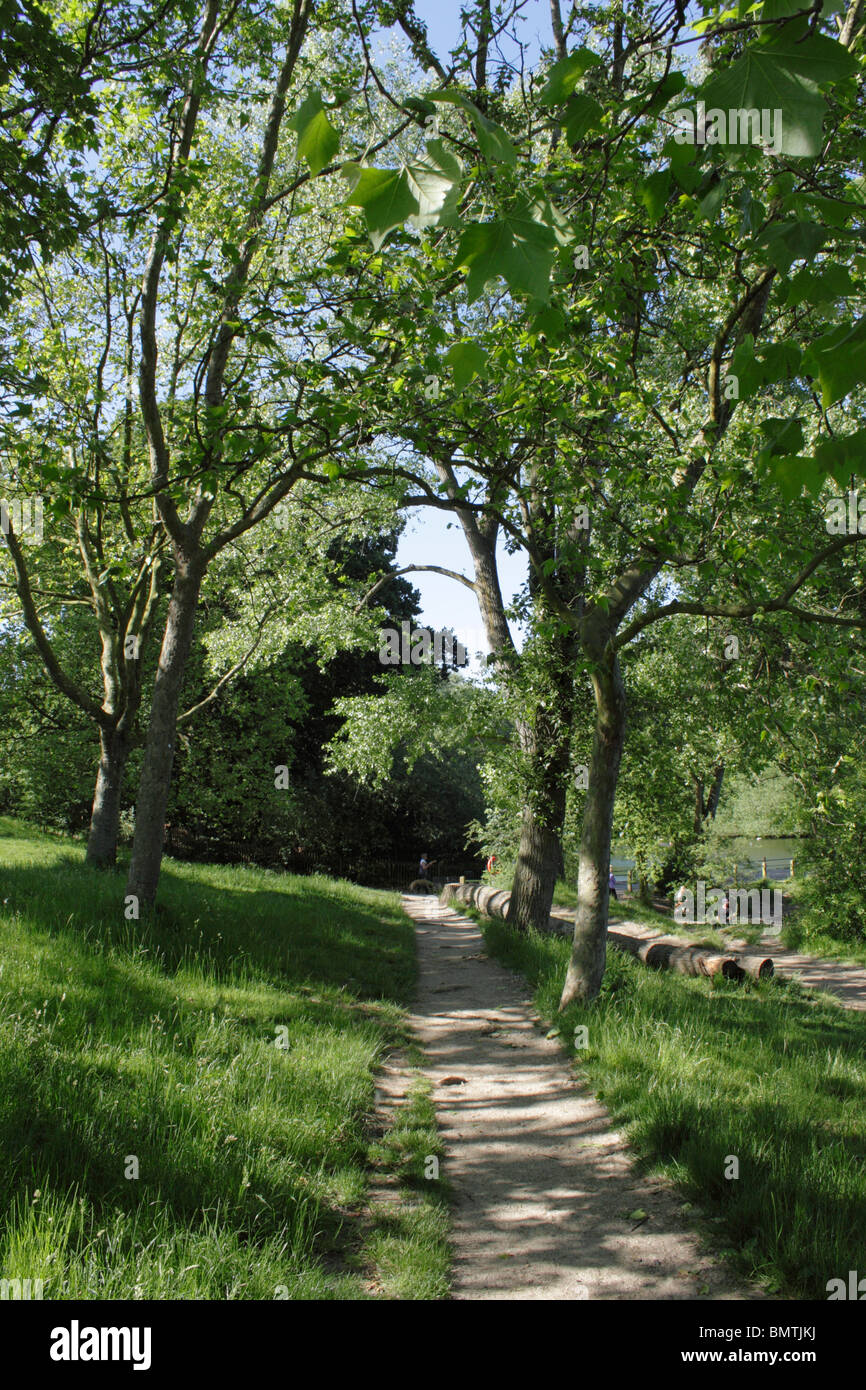 Sentier bordé d'arbres, Londres Hampstead Heath Banque D'Images