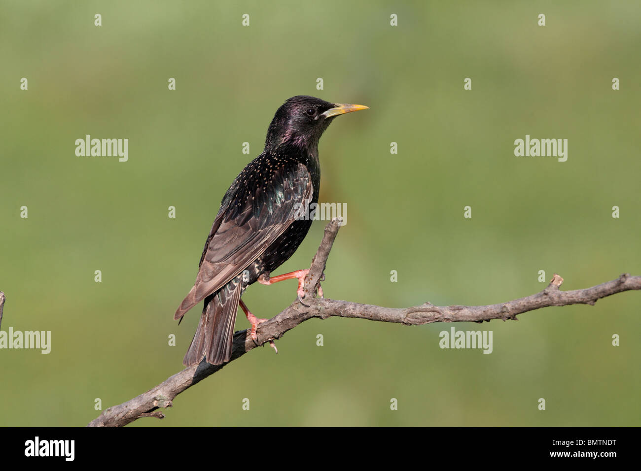 Étourneau sansonnet Sturnus vulgaris, seul oiseau perché sur une branche, Bulgarie, mai 2010 Banque D'Images
