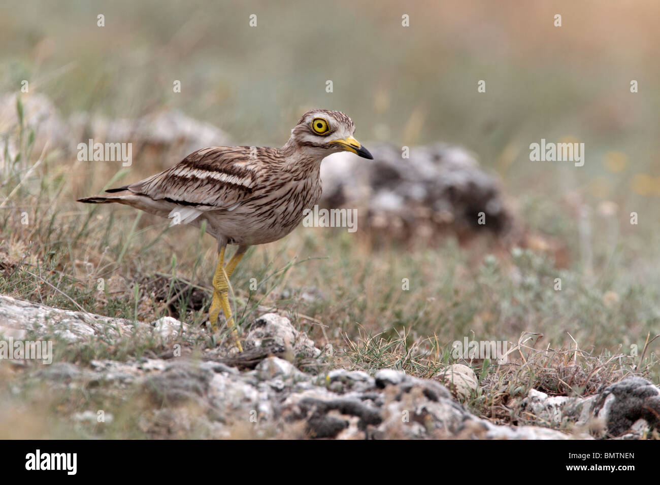 Oedicnème criard, Burhinus bistriatus, seul oiseau dans les prairies, la Bulgarie, mai 2010 Banque D'Images