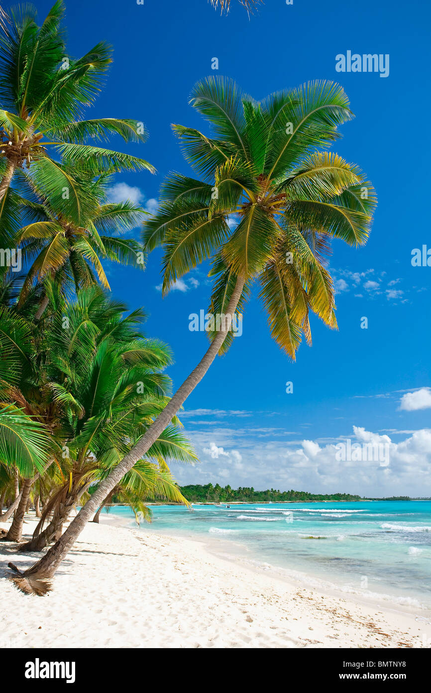 Plage sur l'île de Saona NATIONAL Parque del Este RÉPUBLIQUE DOMINICAINE CARAÏBES Banque D'Images
