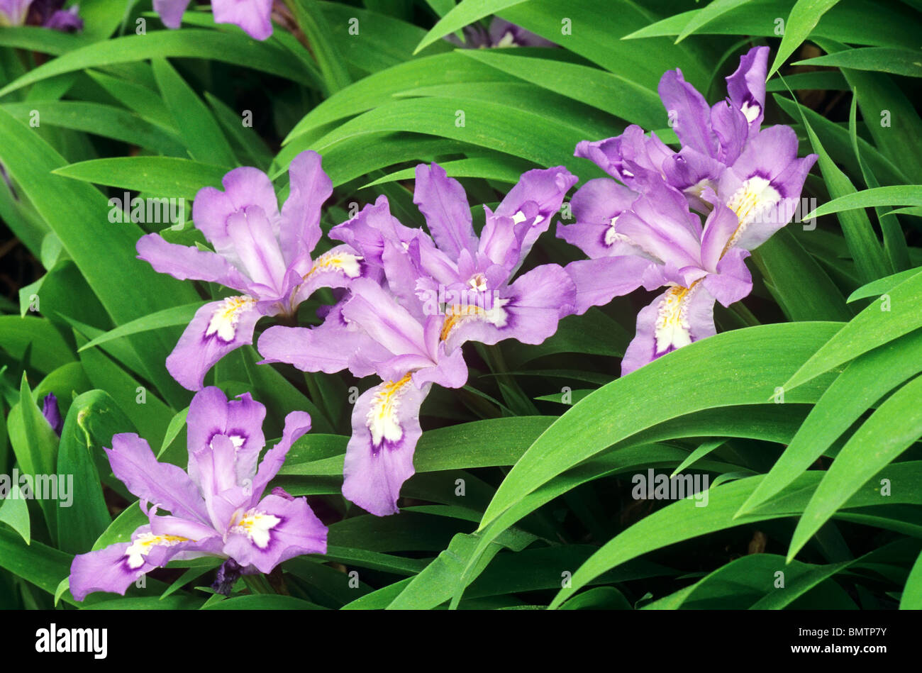 Iris Iris nain à crête (crestata) dans le Great Smoky Mountains National Park, États-Unis Banque D'Images