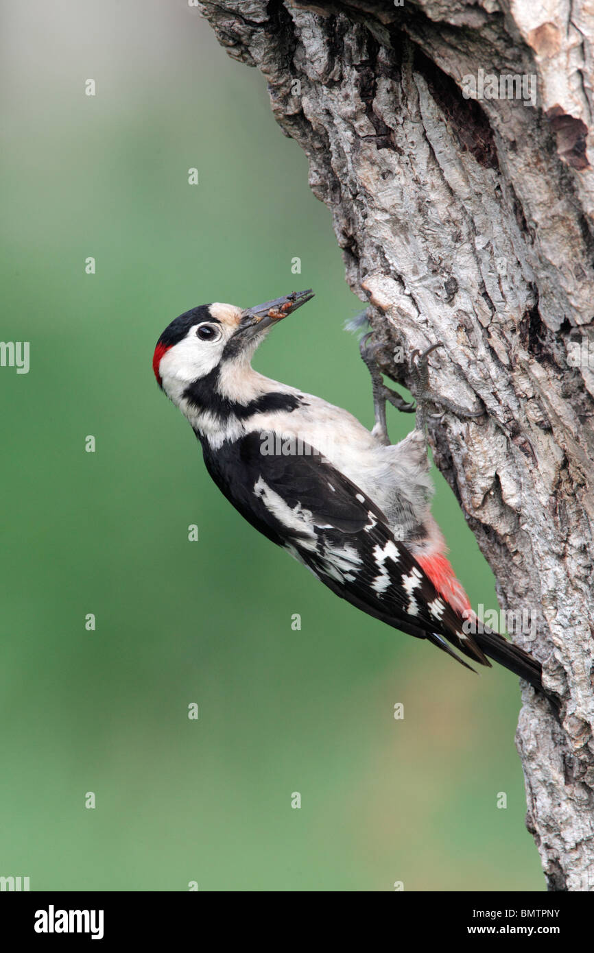 Woodpecker Dendrocopos syriacus, syrienne, seul mâle au nid, Bulgarie, mai 2010 Banque D'Images