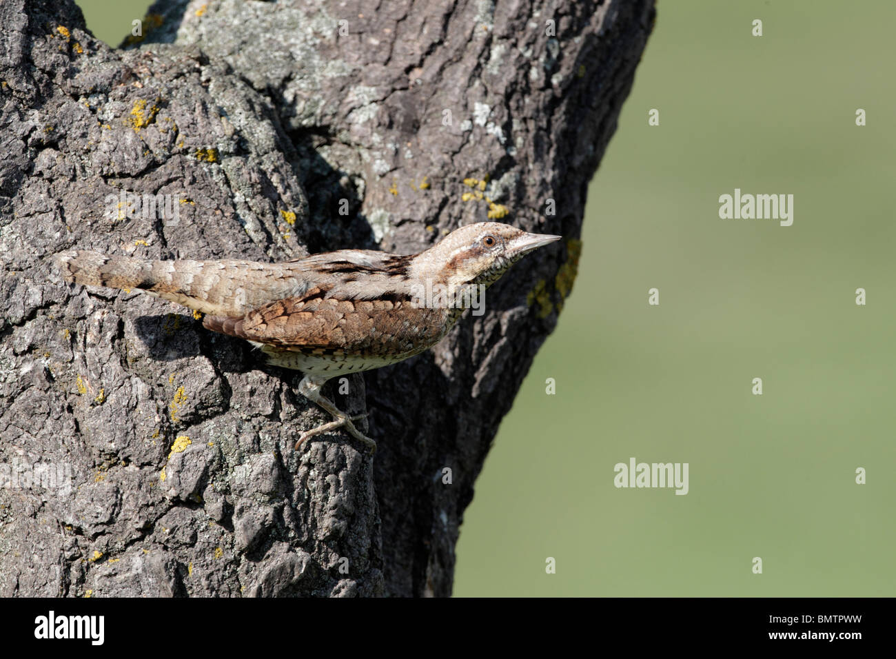 , Fourmilier Jynx torquilla, seul oiseau au nid dans l'arbre d'entrée, Bulgarie, mai 2010 Banque D'Images