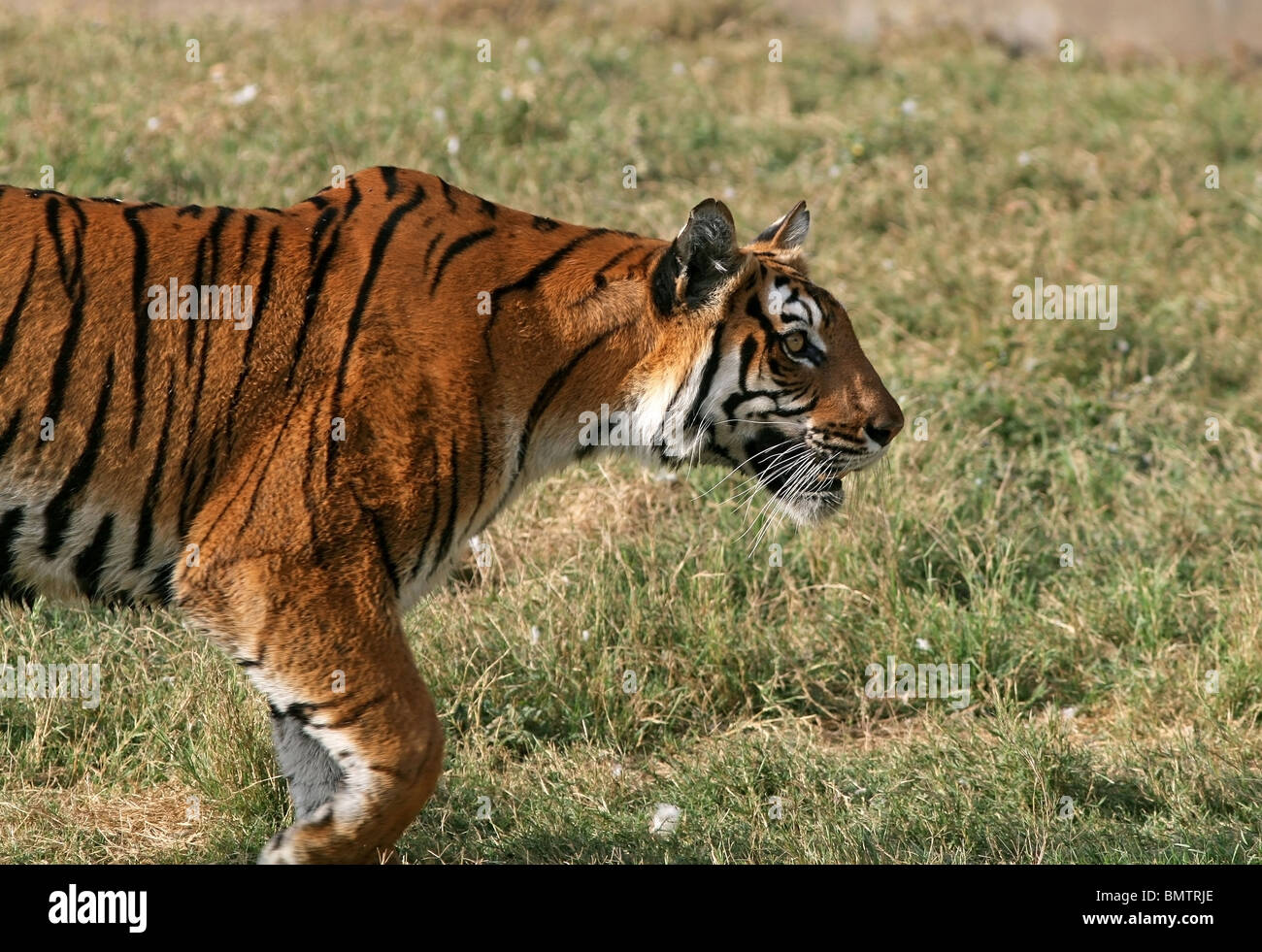 Tiger walking Alerte à l'intérieur du boîtier de l'Zoo à New Delhi, Inde Banque D'Images