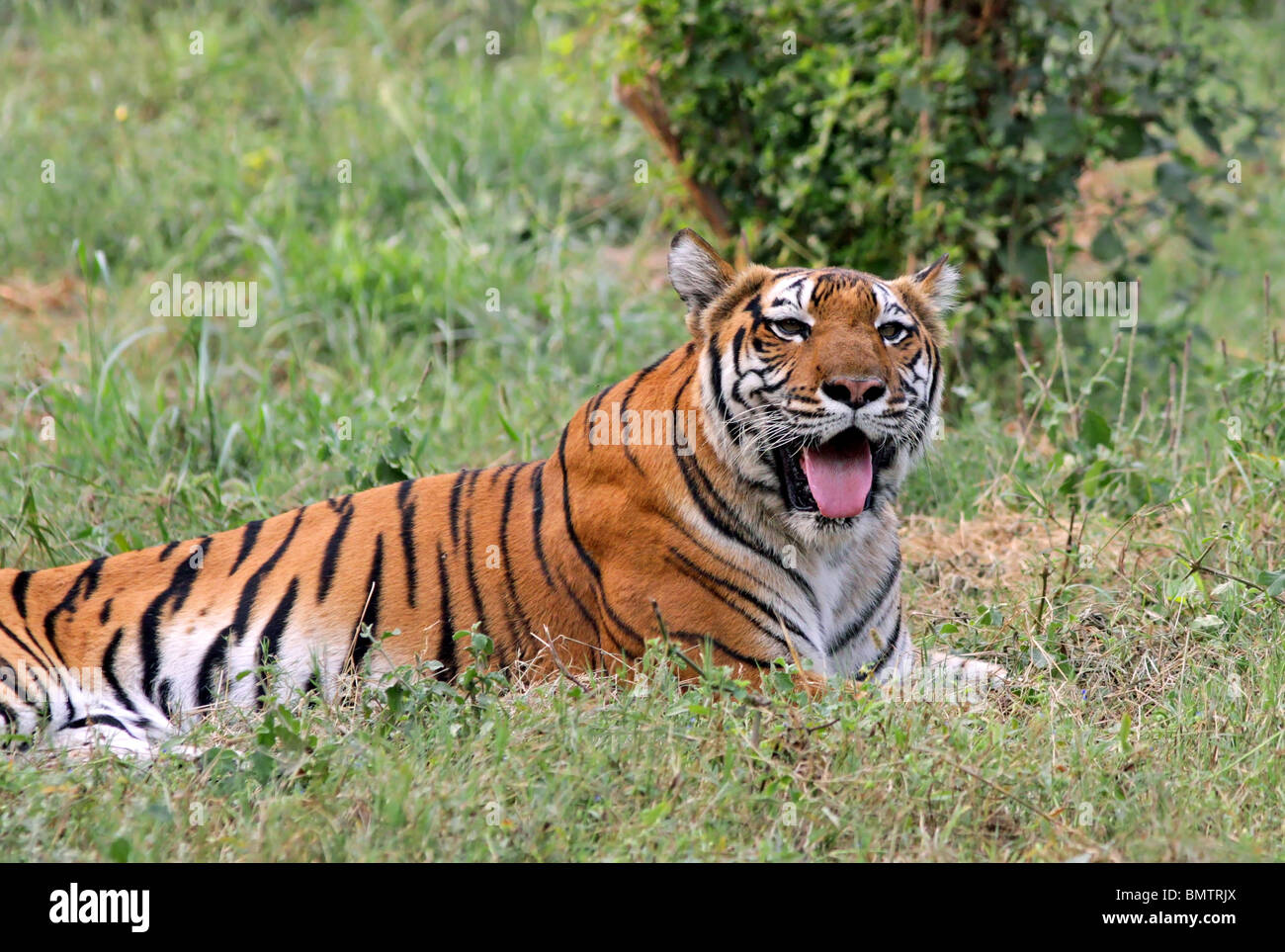 Assis dans son enclos tigre dans le Zoo de New Delhi, Inde Banque D'Images
