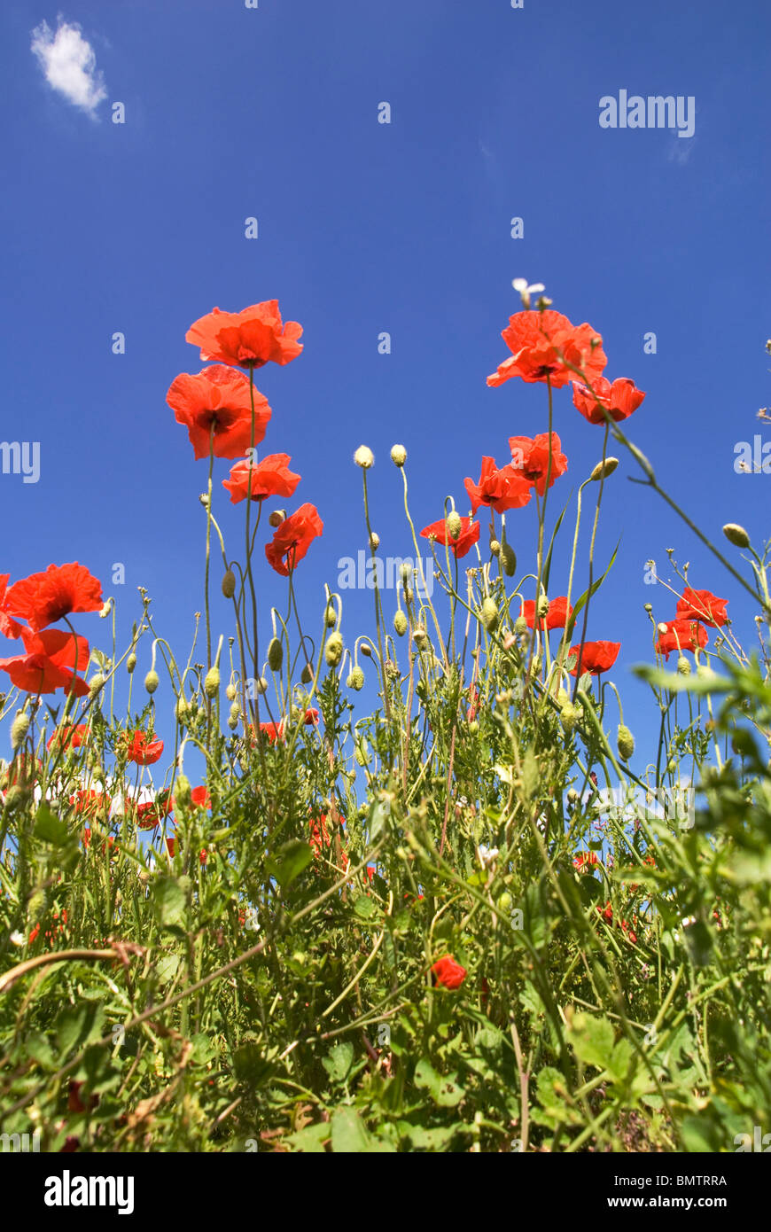 Un tapis de coquelicots sur une réserve naturelle à Worcestershire Bewdley Banque D'Images