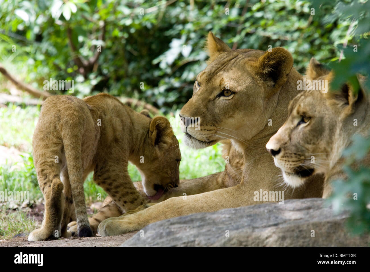 Famille de lions, Bronx Zoo Banque D'Images