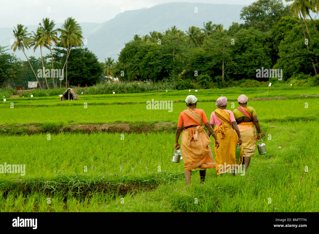 Les femmes d'aller travailler dans les rizières Banque D'Images
