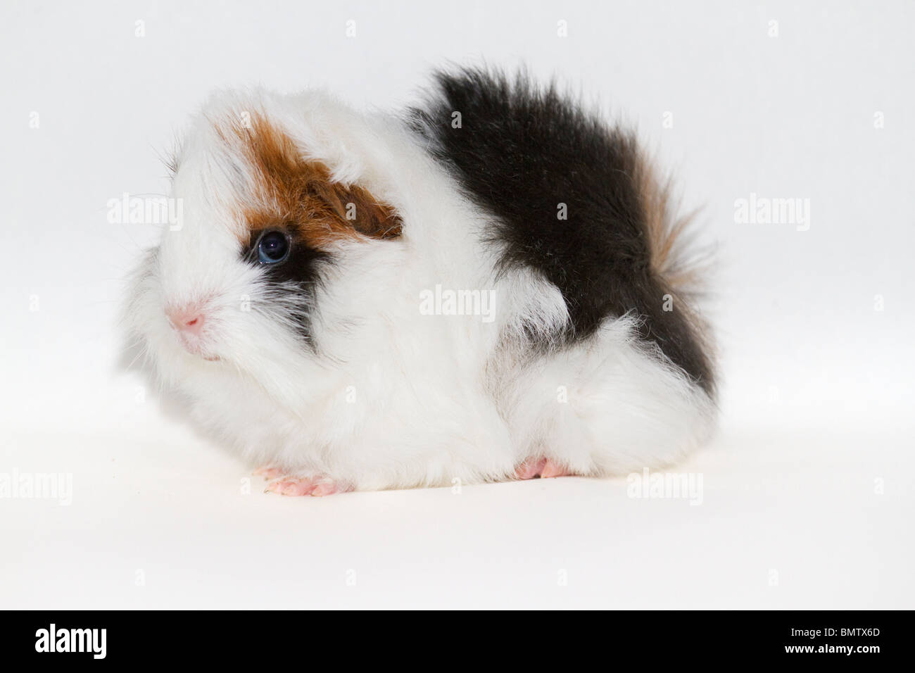 Cochon D inde P ruvien Banque De Photographies Et D images Haute 