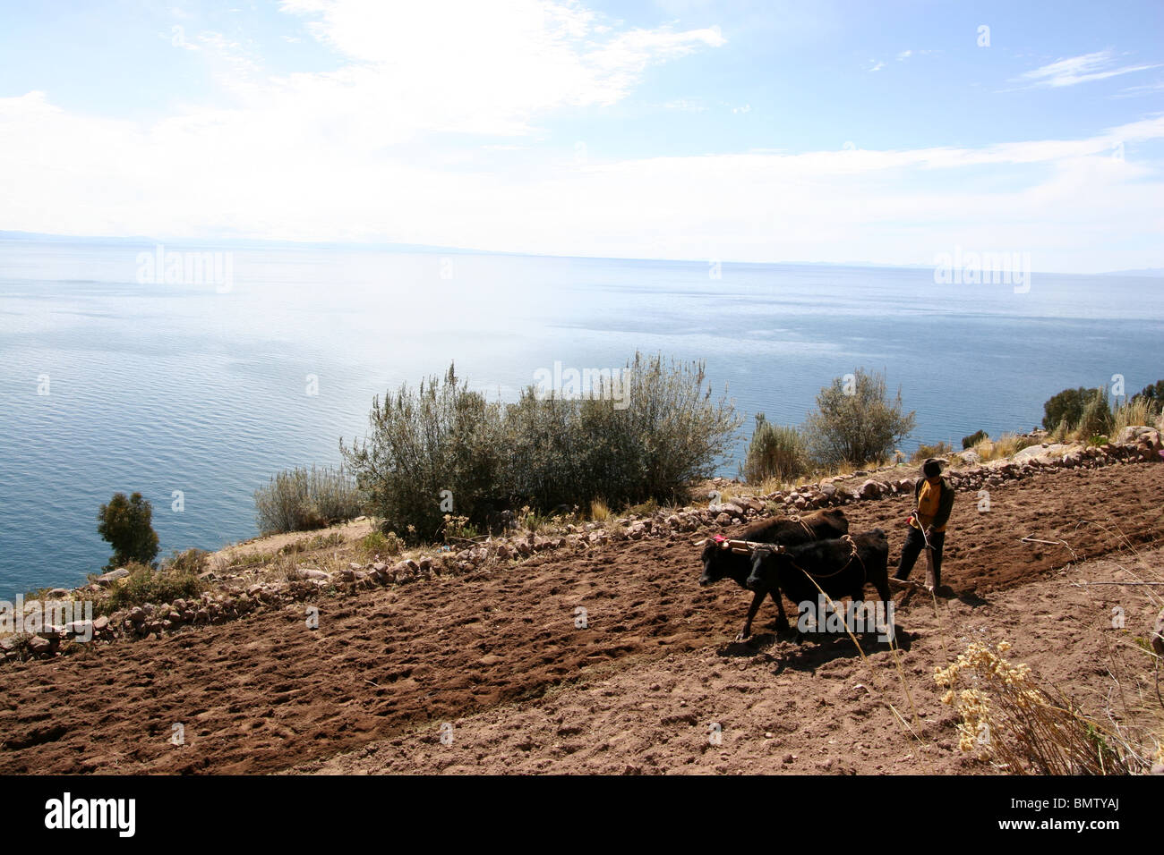 L'agriculture sur l'île de Taquile, le Lac Titicaca, au Pérou. Banque D'Images