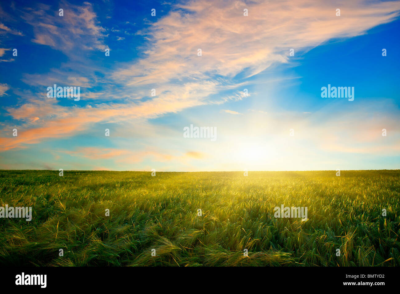 Coucher de soleil sur champ de blé Banque D'Images