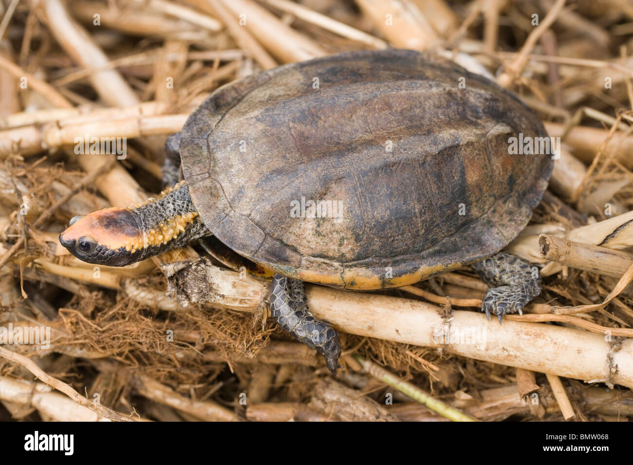 Twist-cou ou tortue tortue à tête plate (Platemys platycephala). Distribué dans les eaux fraîches du nord de l'Amérique du Sud. Banque D'Images