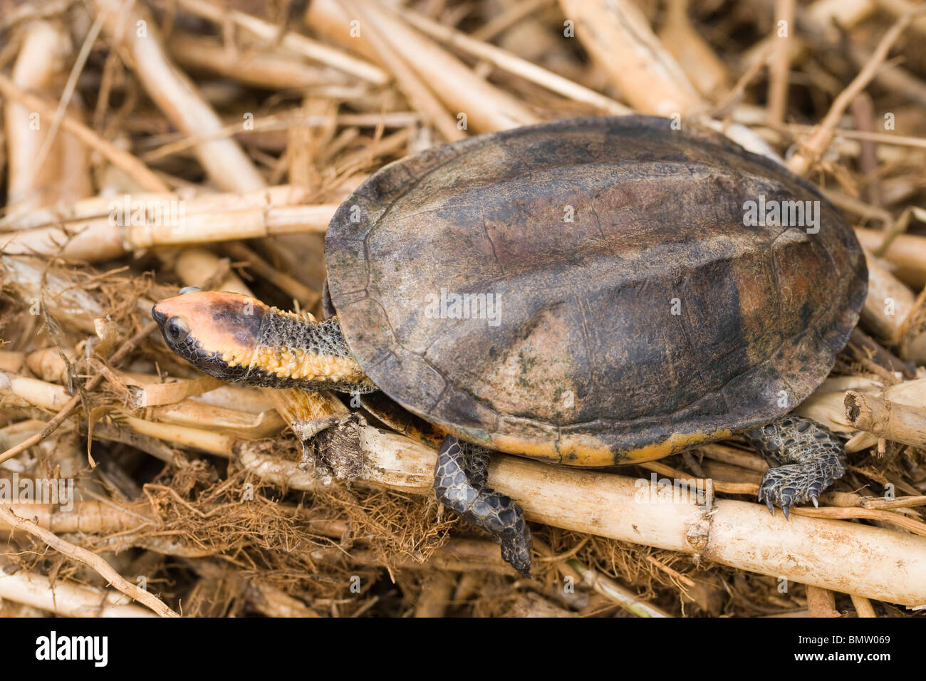 Twist-cou ou tortue tortue à tête plate (Platemys platycephala). ; distribués dans les eaux fraîches du nord de l'Amérique du Sud. Banque D'Images