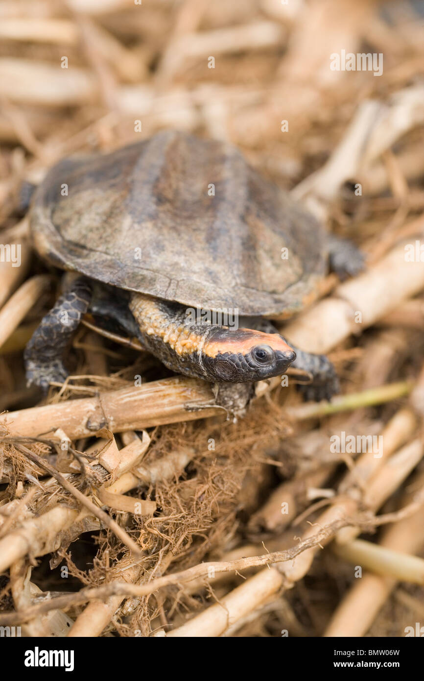 Twist-cou ou tortue tortue à tête plate (Platemys platycephala). Sur la terre ferme. Distribué dans les eaux fraîches du nord de l'Amérique du Sud. Banque D'Images
