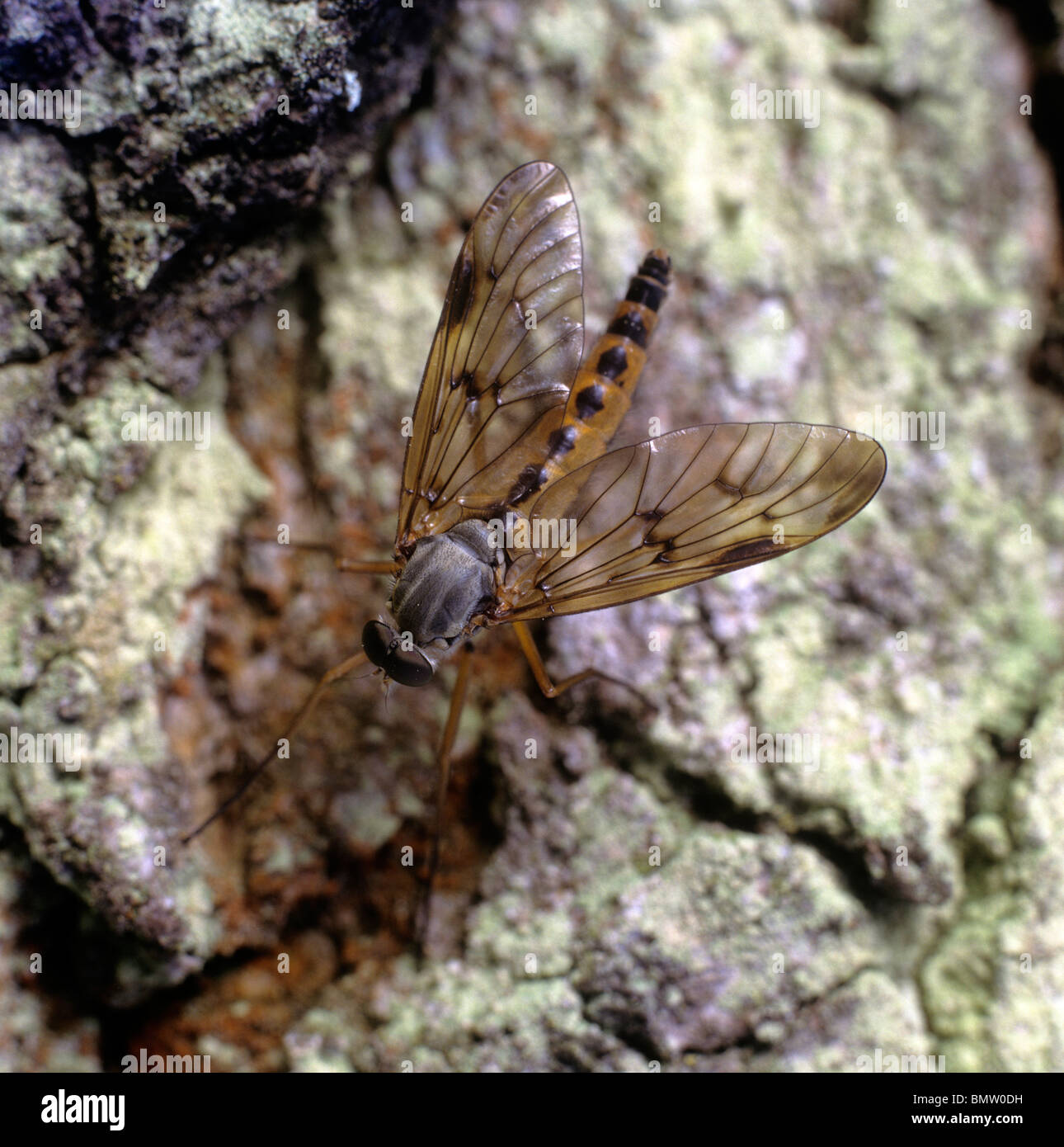 Bécassine noir Fly (Chrysopilus cristatus), imago sur un rocher. Banque D'Images