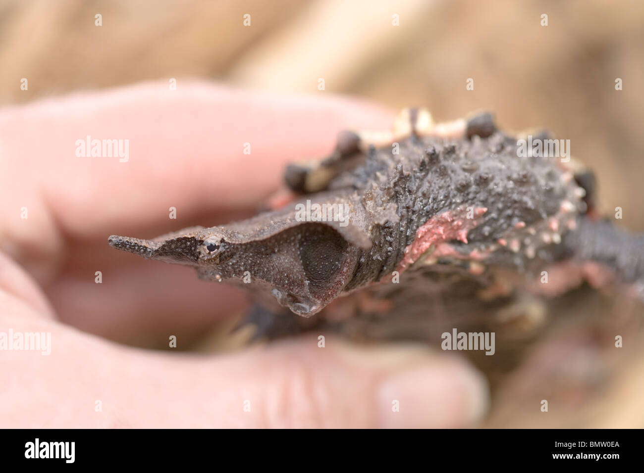 Tortue Matamata (Chelus fimbriata). S​Ide la tête de projeter de l'avant de la coque, couverte de nombreuses crêtes. Jeune animal tenue à la main. Banque D'Images