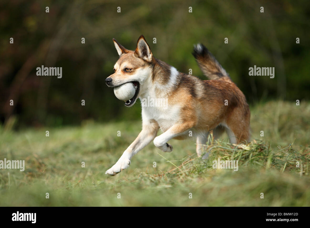 Chien De Chasse Nordique Banque du0027image et photos - Alamy