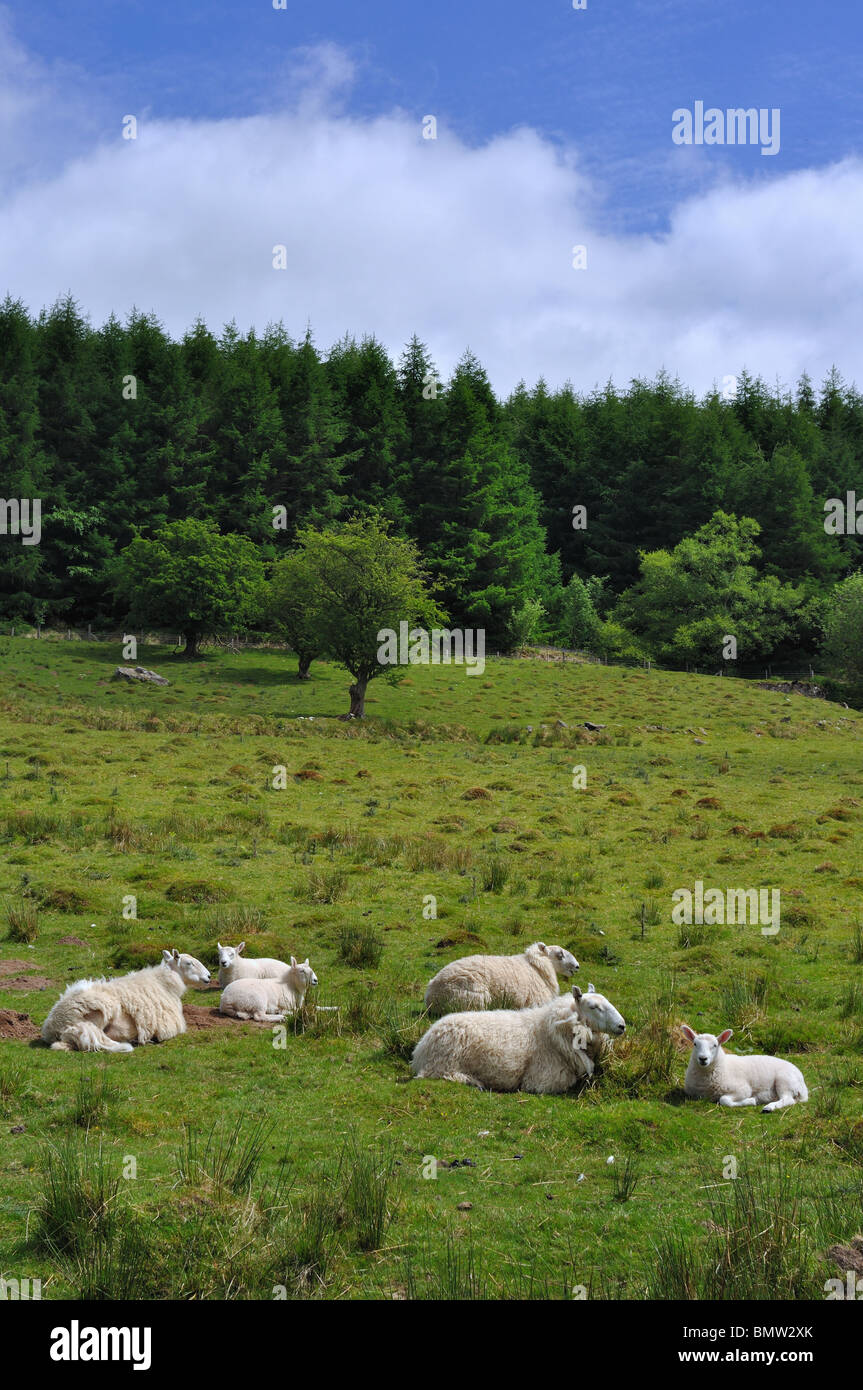 Les agnelles et agneaux au printemps dans le taf Fechan forêt , le Parc National des Brecon Beacons au Pays de Galles du Sud Banque D'Images