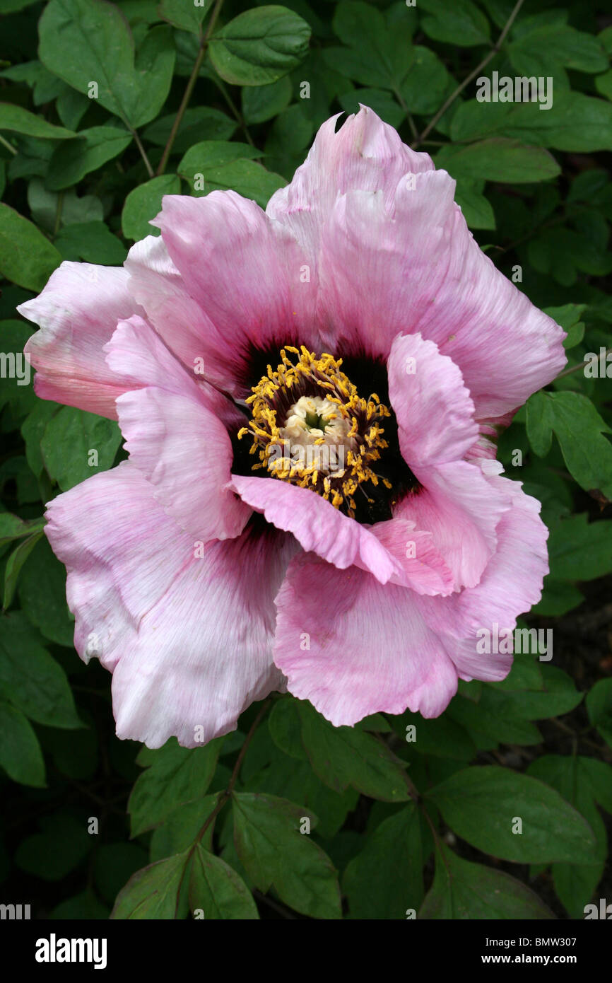 Rock's Tree Peony Paeonia suffruticosa ssp. rockii prises à Ness Botanical Gardens, Wirral, UK Banque D'Images