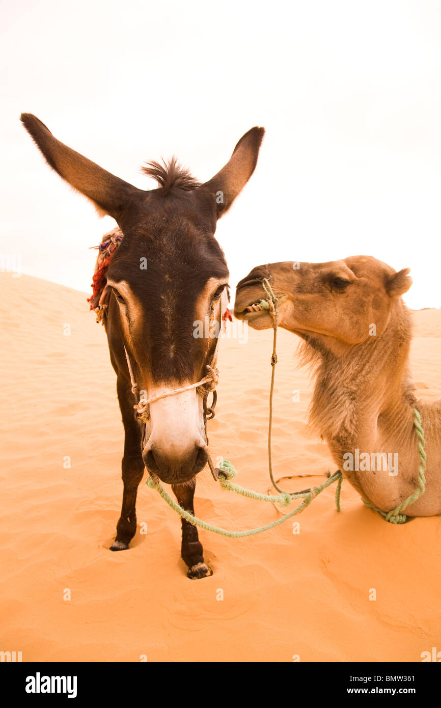 Un âne se tient à côté d'un chameau dans les dunes de sable assis près d'une oasis dans le désert du Sahara en Tunisie. Banque D'Images