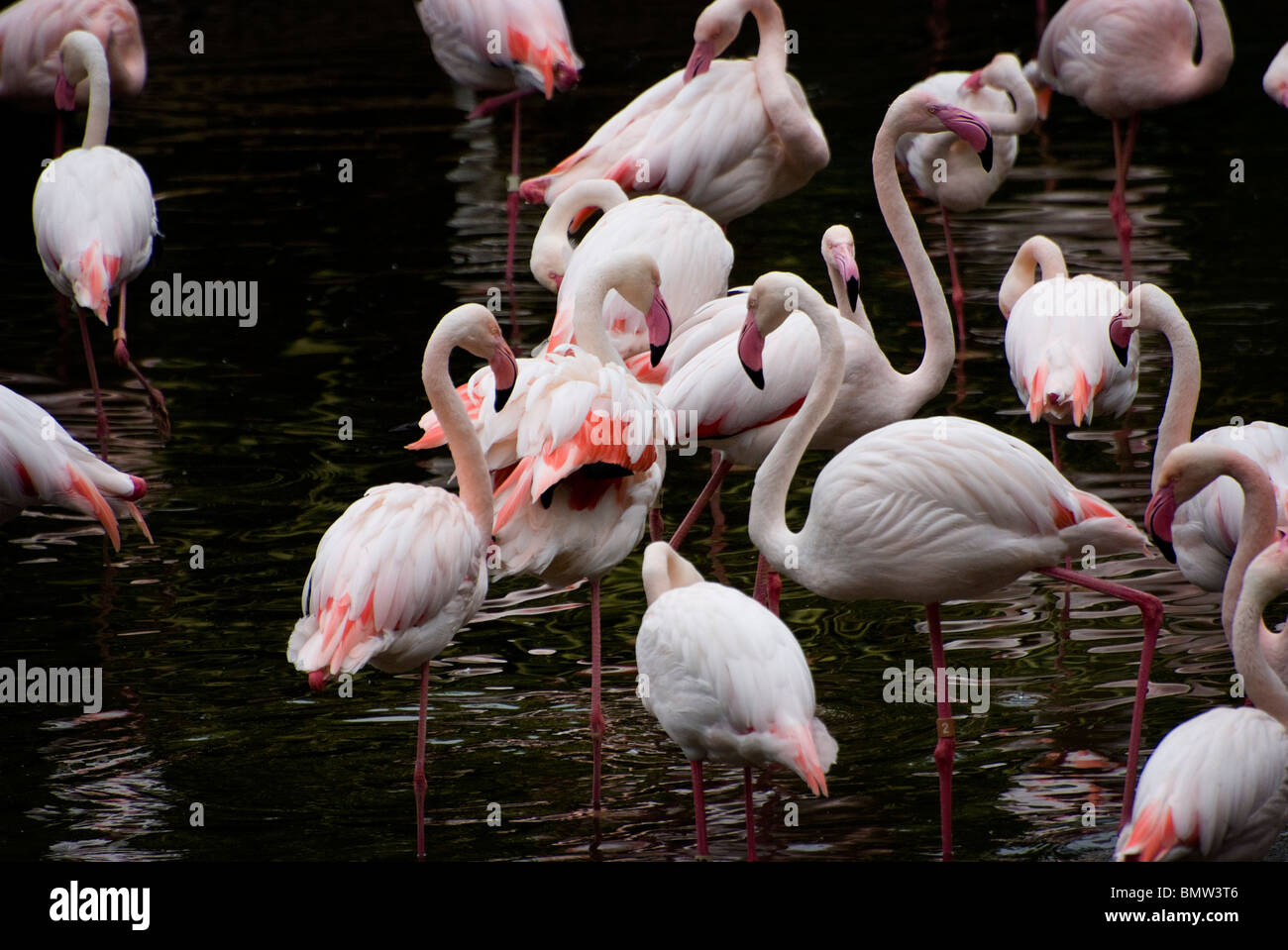 Plus de flamants roses vu pataugeant au Hong Kong jardins zoologique et botanique et parc dans le quartier de Kowloon. Banque D'Images