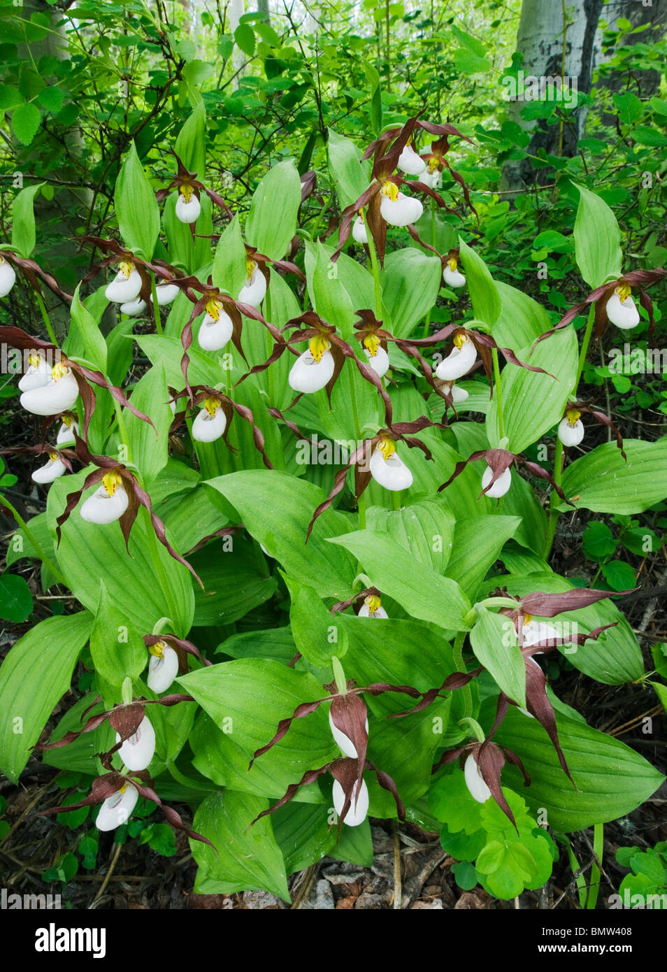 Mountain Ladyslipper Orchid (Cypripedium montanum Methow Valley, Washington) Banque D'Images