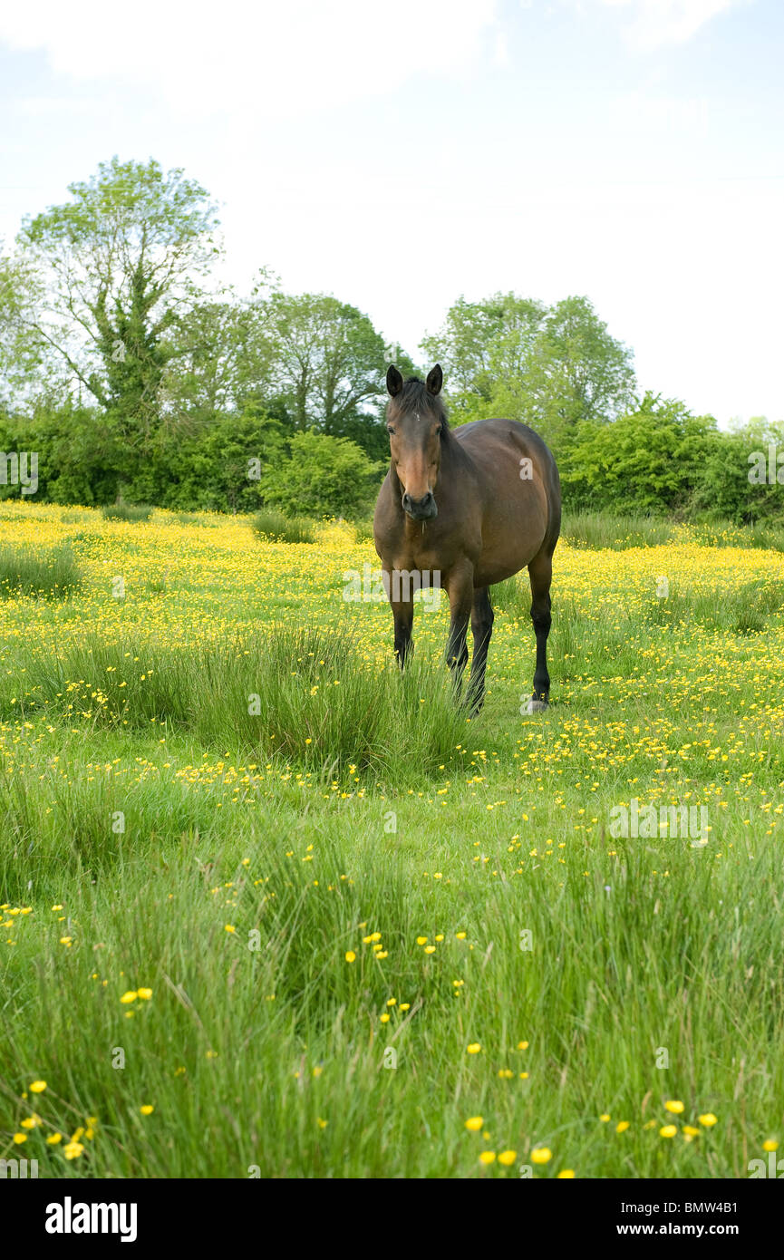 Un cheval debout dans une prairie d'été rempli de renoncules et riche de l'herbe. Banque D'Images