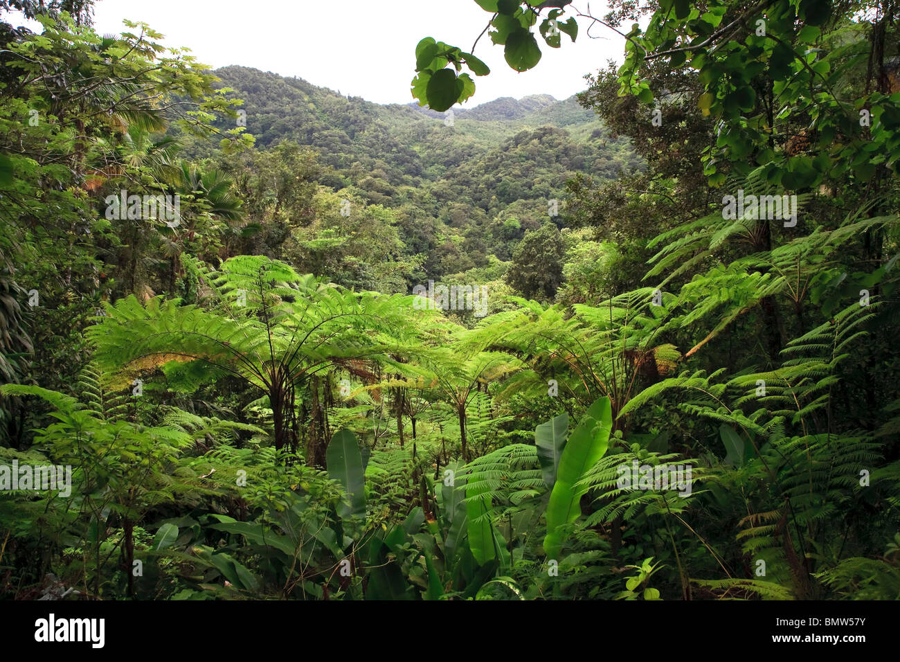 Caraïbes, St Lucia, des sentiers de forêt tropicale, Cartier Banque D'Images